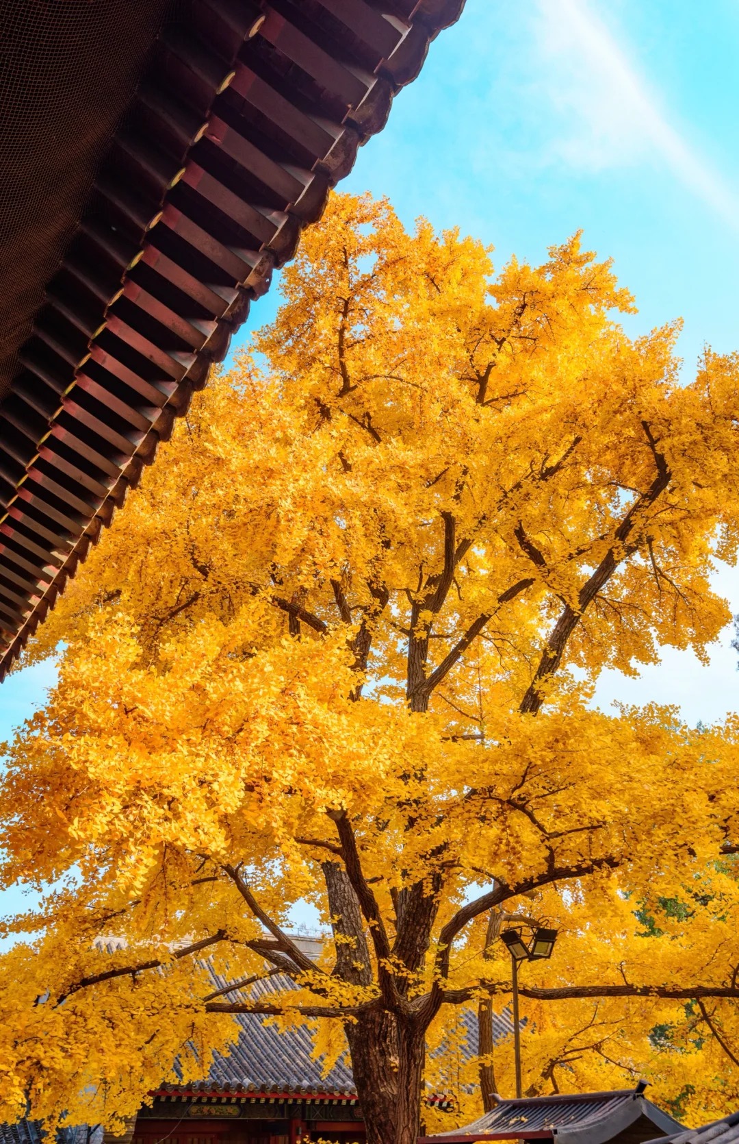 红螺寺｜两颗守望千年的银杏树_3_Akon_北京郊区-来自52tours 我爱旅游网